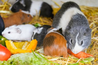 Çevredeki sevimli kobay portresi..