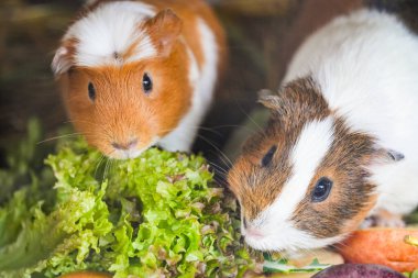 Çevredeki sevimli kobay portresi..