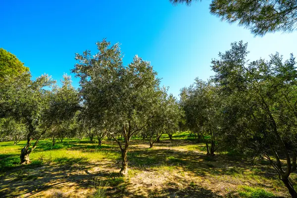 Baharda yeşil zeytin ağaçları olan bir fidanlık.