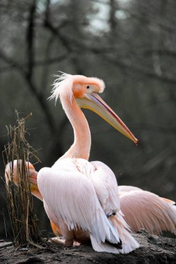 Doğada bir Büyük Beyaz Pelikan portresi. Pelecanus onocrotalus.