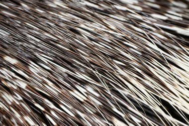 Bristles of a porcupine in close-up. Hystricidae. clipart