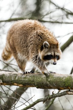 Ağaçtaki rakun. Doğal ortamda bir hayvan. Procyon lotor.