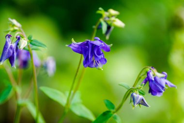 Kolumbanın mor çiçeği. Çiçek açan tesise yakın plan. Aquilegia vulgaris.