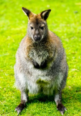 Portrait of a Bennett kangaroo. Notamacropus rufogriseus. Red-naped wallaby. clipart