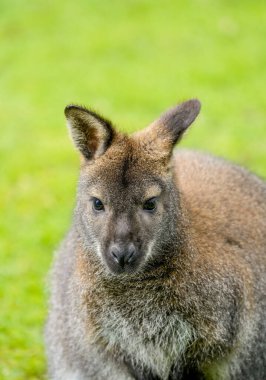 Portrait of a Bennett kangaroo. Notamacropus rufogriseus. Red-naped wallaby. clipart