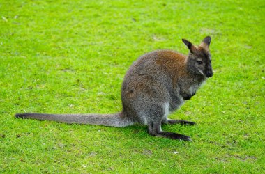 Portrait of a Bennett kangaroo. Notamacropus rufogriseus. Red-naped wallaby. clipart