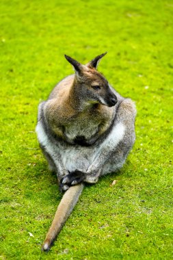 Portrait of a Bennett kangaroo. Notamacropus rufogriseus. Red-naped wallaby. clipart