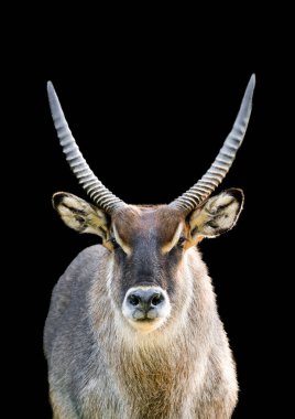 Portrait of a Defassa waterbuck against a black background. Kobus defassa. clipart