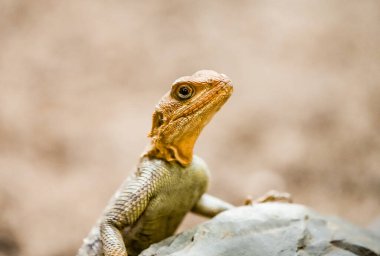 Kertenkele portresi. Sürüngene yakın çekim.