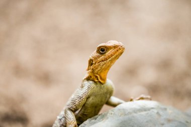 Kertenkele portresi. Sürüngene yakın çekim.