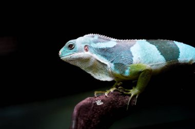 Kertenkele portresi. Sürüngene yakın çekim.