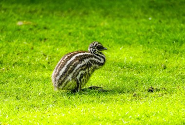 Young emu. Flightless ratite. Dromaius novaehollandiae. clipart