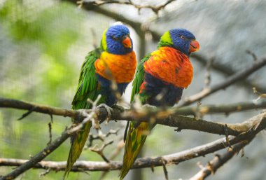Gökkuşağı lorikeet çifti portresi. Trichoglossus moluccanus.