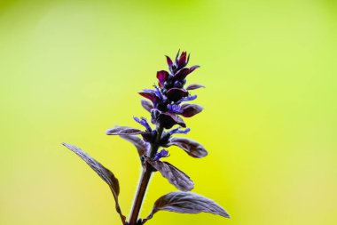 Açık yeşil arka planda mor borazan çiçekleri. Çiçek açan tesise yakın plan. Mavi borazan, Bugleherb, Bugleweed, Carpetweed.