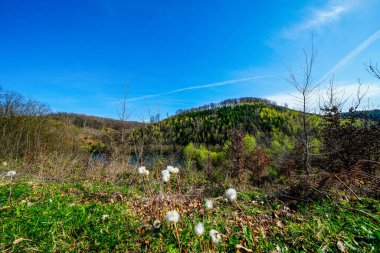 Ruhr bölgesindeki Hagen yakınlarındaki Hasper Barajı 'nda doğa..