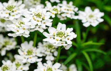 Hiç bitmeyen yeşil şekerlerin beyaz çiçekleri. Çiçek açan tesise yakın plan. İberis sempervirens.