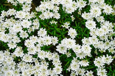 Hiç bitmeyen yeşil şekerlerin beyaz çiçekleri. Çiçek açan tesise yakın plan. İberis sempervirens.