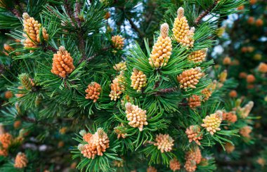 Baharda taze kozalaklı yeşil çam dalları. Pinus..
