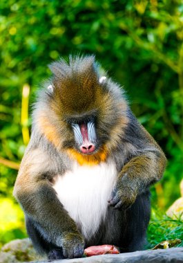 Manmatkap portresi. Mandrillus sfenksi. Tropikal yağmur ormanlarındaki primat türleri.