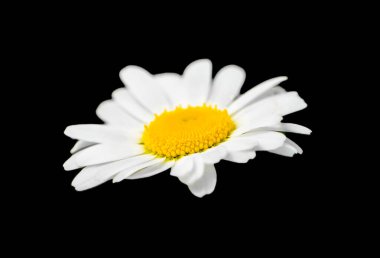 Papatya çiçeği. Siyah bir arkaplana yakın çekim yap. Oxeye papatya.