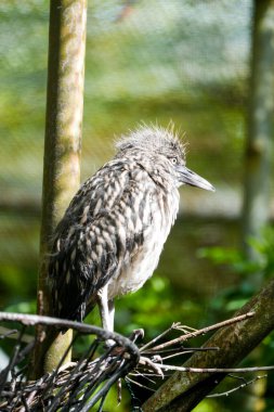 Gece balıkçısının portresi. Genç kuş yakın planda. Nycticorax nycticorax.