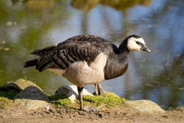 Midye kazı portresi. Doğal ortamda bir kuş. Branta lökopisi.