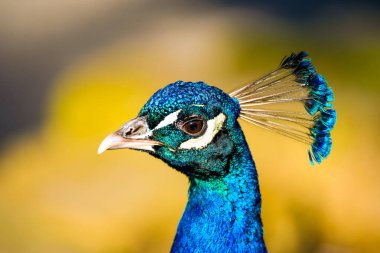 Mavi Tavuskuşu portresi. Kuş yakın plan. Pavo kriteri.