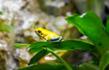 Doğada sarı zehirli ok kurbağası. Hayvana yakın çekim. Dendrobatidae. Phylloates terribilis.