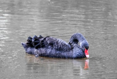 Suda yas tutan kuğu. Doğal ortamda bir kuş. Cygnus atratus. Siyah kuğu..