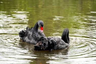 Suda yas tutan kuğu. Doğal ortamda bir kuş. Cygnus atratus. Siyah kuğu..