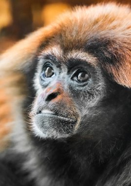 Beyaz elli bir maymunun portresi. Hayvana yakın çekim. Istakozlar. Lar gibbon