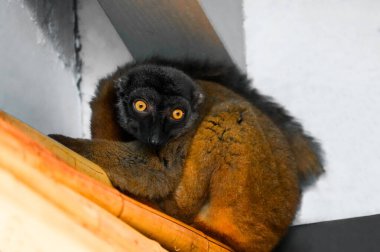 Beyaz başlı lemur portresi. Hayvana yakın çekim. Eulemur albifronları.