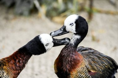 Bir çift dul düdüklü kaz. Kuşlar yakın planda. Dendrocygna viduata. Beyaz yüzlü ıslık çalan ördek