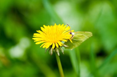 Kükürt bir kelebek karahindiba çiçeğinden nektar toplar. Sarı kelebek yakın plan. Gonepteryx rhamni.