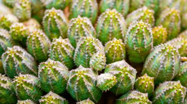 Euphorbia pseudoglobosa yakın planda. Yeşil kaktüs arkaplanı.