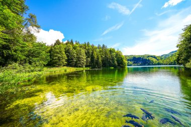 Kufstein yakınlarındaki Hechtsee 'de manzara. Avusturya, Tyrol 'daki temiz dağ gölü. Thierberg 'in ormanlık platosunda çevresi sarılı Idyllic gölü..
