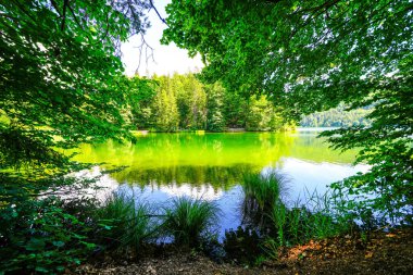 Kufstein yakınlarındaki Hechtsee 'de manzara. Avusturya, Tyrol 'daki temiz dağ gölü. Thierberg 'in ormanlık platosunda çevresi sarılı Idyllic gölü..