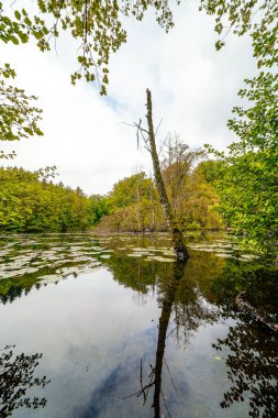 Hexenteich, Menden yakınlarında. Sauerland 'de yeşil doğayla kaplı küçük bir gölet..
