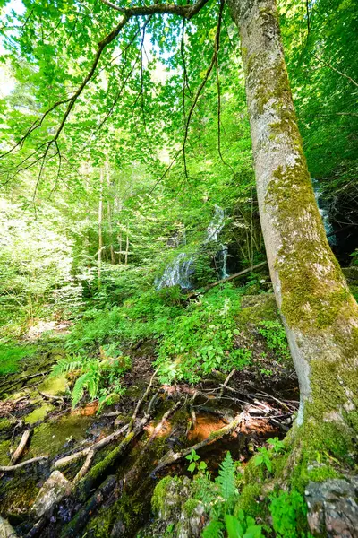 Avusturya 'nın Tyrol kentindeki Kufstein yakınlarındaki Hechtbach şelalesinde manzara. Thierberg 'in ormanlı yaylalarında yeşil doğa.