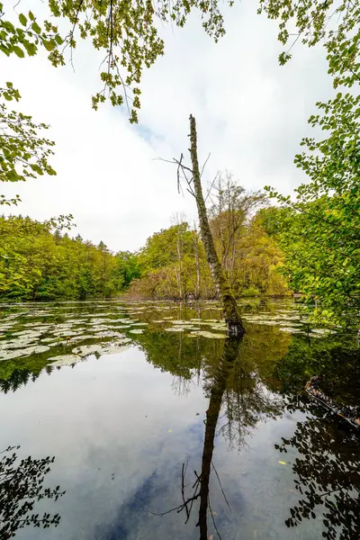 Hexenteich, Menden yakınlarında. Sauerland 'de yeşil doğayla kaplı küçük bir gölet..