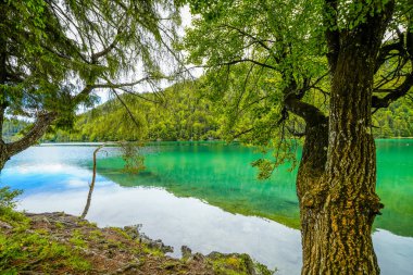 Hintersteiner 'da manzara Tyrol' da Scheffau yakınlarında. Avusturya 'daki Wilder Kaiser doğa koruma alanındaki Dağ Gölü' nün İdyllik doğası.