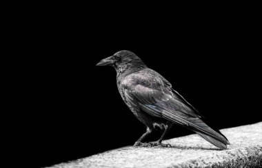 Bir karga portresi. Siyah tüylü kuş. Yakın plan..