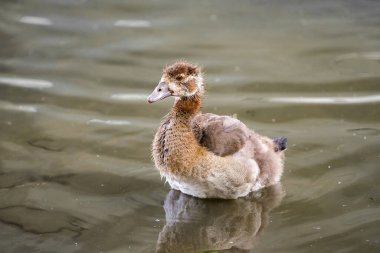 Şehrin nehir kıyısındaki Mısırlı kaz civcivleri. Genç kuş yaklaş..
