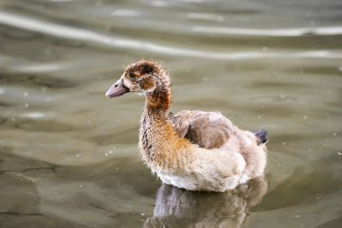 Şehrin nehir kıyısındaki Mısırlı kaz civcivleri. Genç kuş yaklaş..