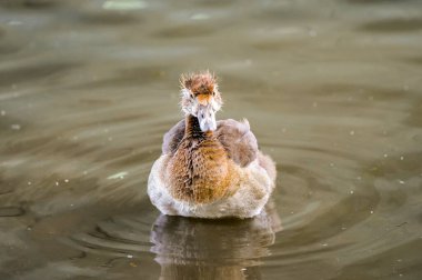 Şehrin nehir kıyısındaki Mısırlı kaz civcivleri. Genç kuş yaklaş..