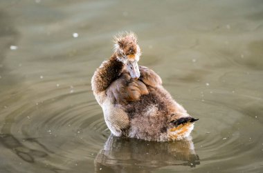 Şehrin nehir kıyısındaki Mısırlı kaz civcivleri. Genç kuş yaklaş..