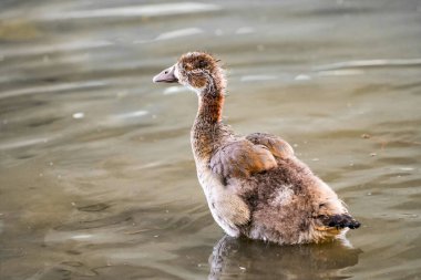 Şehrin nehir kıyısındaki Mısırlı kaz civcivleri. Genç kuş yaklaş..