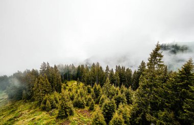 Sabah sisli bir orman