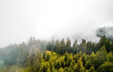 Sabah sisli bir orman