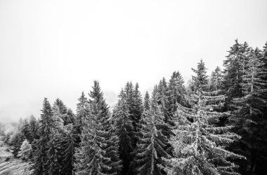 Sabah sisli bir orman